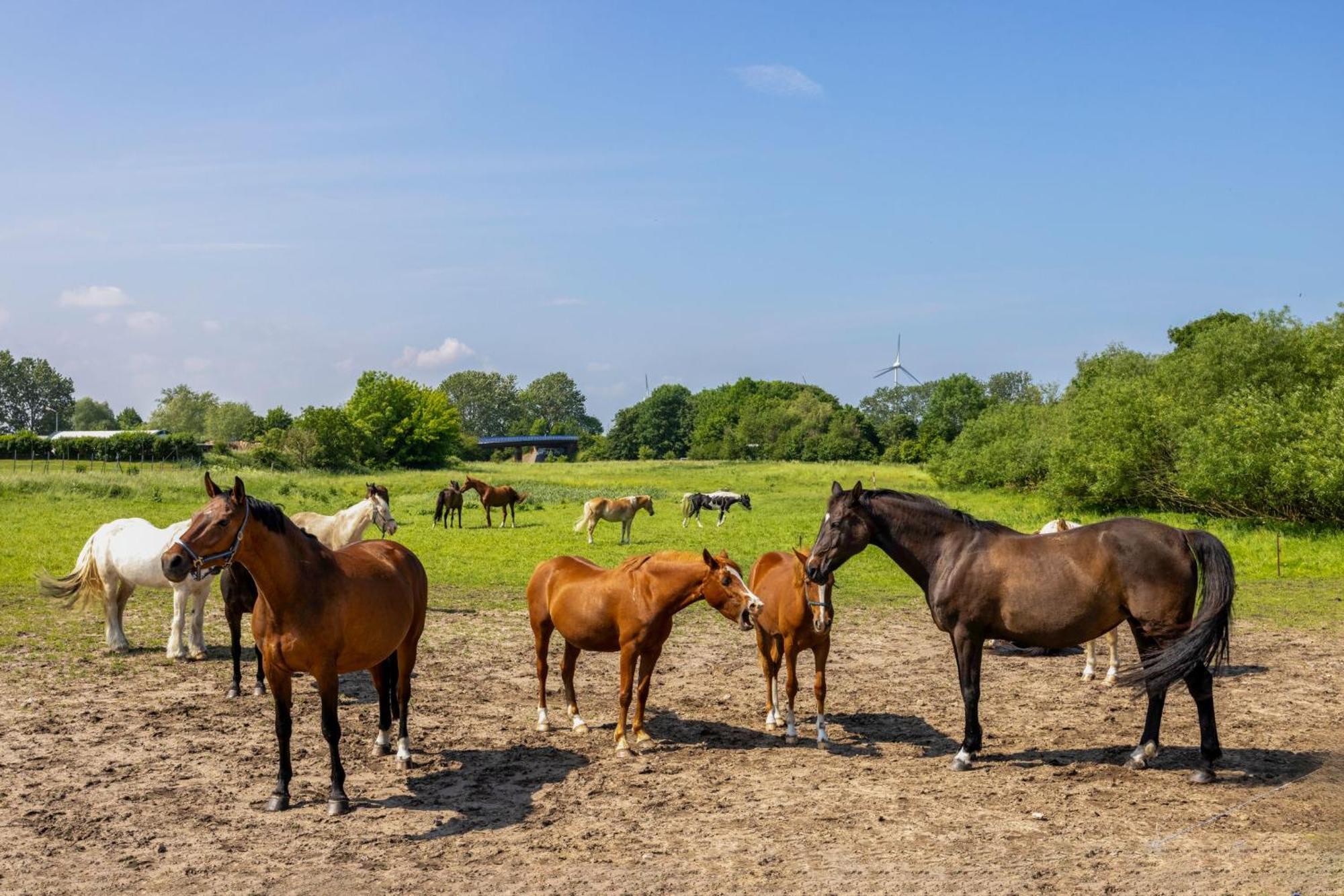 Ferienwohnung "Flori'S Ponyhof" Kröpelin Exteriér fotografie